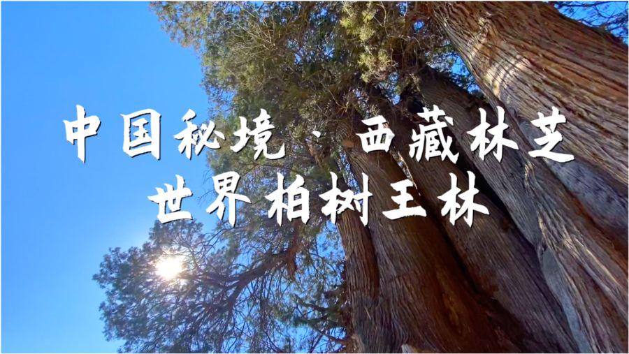 见习小魔女勇闯猪窝岛